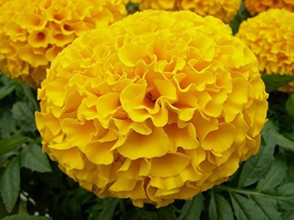 41t50+ZLfFL._UF1000,1000_QL80_.jpg